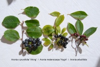 Apfelbeeren-Merkmale